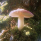 Krzaczkowata_Magic_