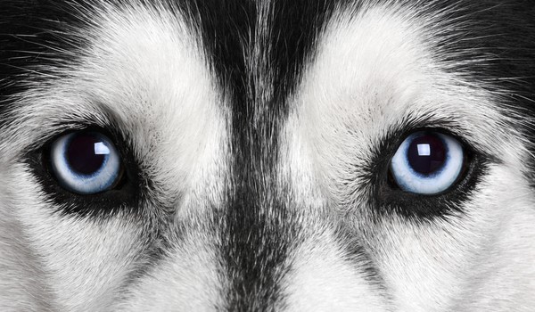 Czy rozpoznasz kolory oczami psa?