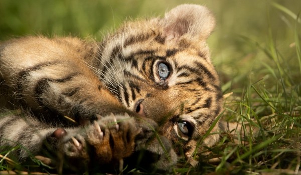 Prawda czy Fałsz o tygrysach.