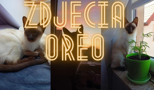 Zdjęcia Oreo  cz. 2!