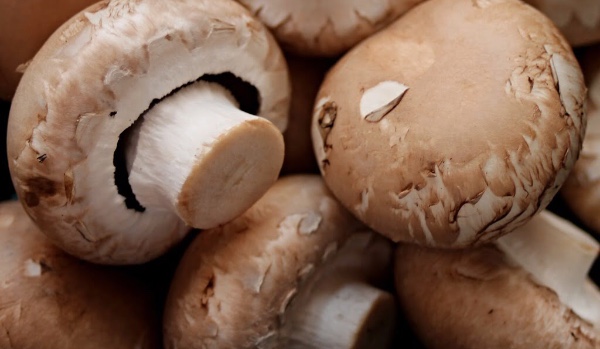 Jakim grzybem jesteś?