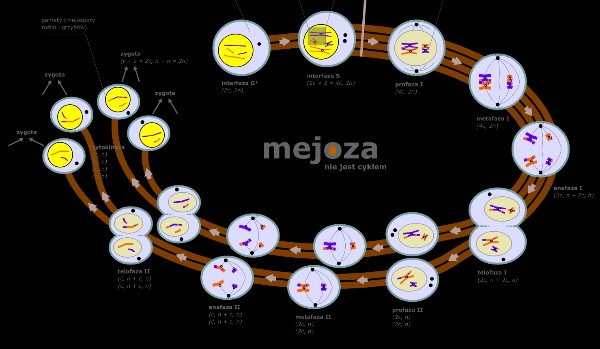 Podziały komórki – test