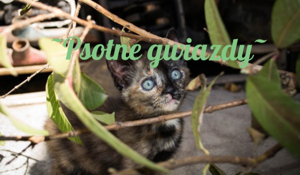 Psotne gwiazdy, które migoczą na niebie ~ |Prolog|