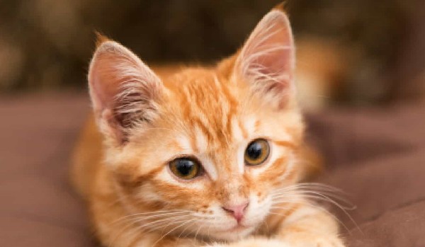 Kalambury odc1 – Uzupełnij nazwy ras kotów