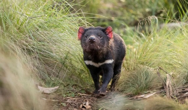 Czy rozpoznasz zwierzęta Tasmanii?