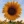 Small_sunflower