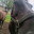 konie_horsee