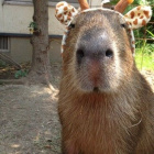 DemonicCapybara