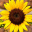 Sunflowerq