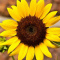 Sunflowerq
