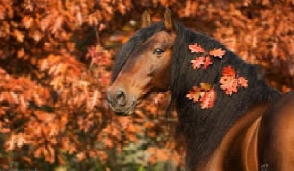 Sofie i tajemniczy koń   Część 2