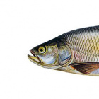 Janek328
