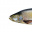 Janek328