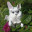 DieKatze