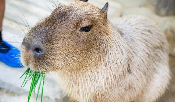 JAKĄ KAPIBARĄ JESTEŚ??????????????????????????????????????????????????????????????????????????????????????????????????????????????????????????????????