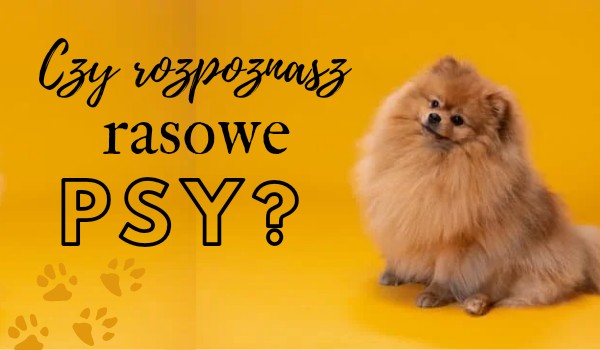 Czy rozpoznasz rasowe psy?