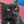 HorCat