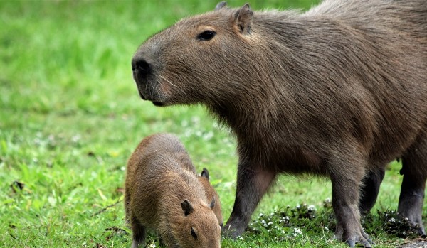 Jaka kapibara czuwa nad tobą?