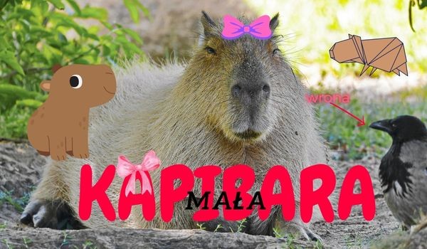 Mała kapibara – funny story | Prolog