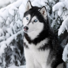 Husky_11