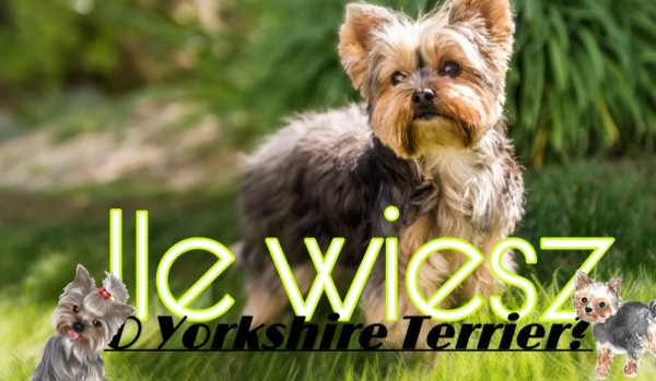 Ile wiesz o rasie psa Yorkshire Terrier?