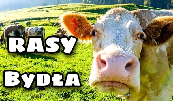 Rasy bydła