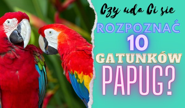 Czy uda Ci się rozpoznać 10 gatunków papug?