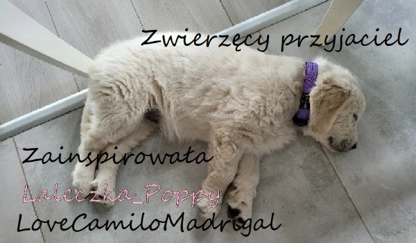 Zwierzęcy przyjaciel 2