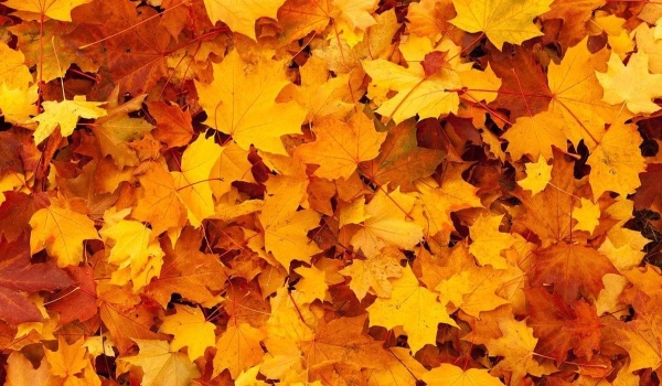 Liście Brzozy czy Lipy?- Potrafisz rozpoznać te podobne rodzaje liści po Jesiennych zdjęciach?