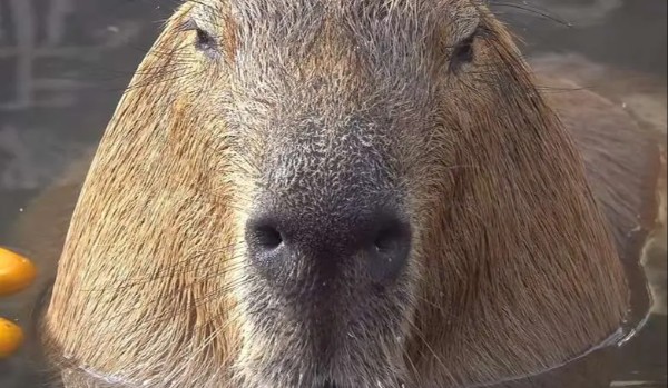 quiz o kapibarach
