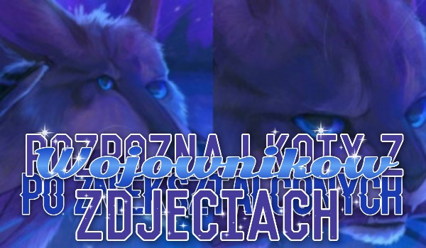Rozpoznaj koty z ,,Wojowników” po zniekształconych zdjęciach!