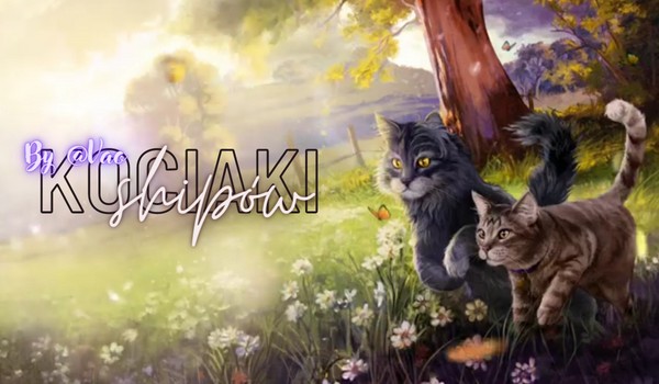 Kociaki shipów – Info