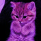 kittypolska