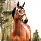 zosia_horse