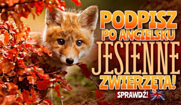 Podpisz po angielsku jesienne zwierzęta!