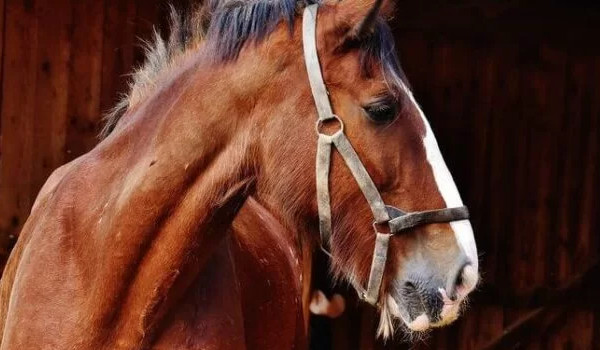 co to za rasa konia ?