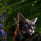 AshenFur