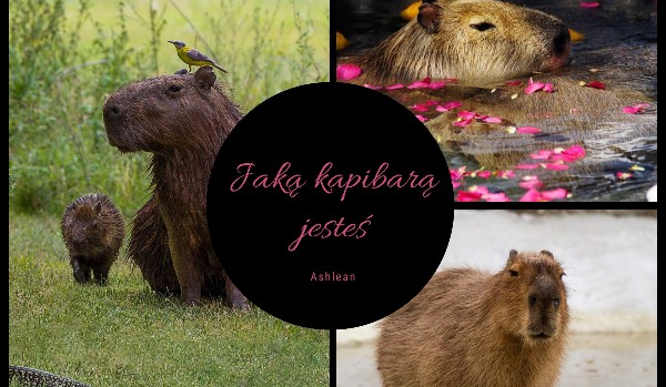 Jaką kapibarą jesteś?