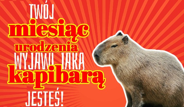 Twój miesiąc urodzenia wyjawi jaką kapibarą jesteś!