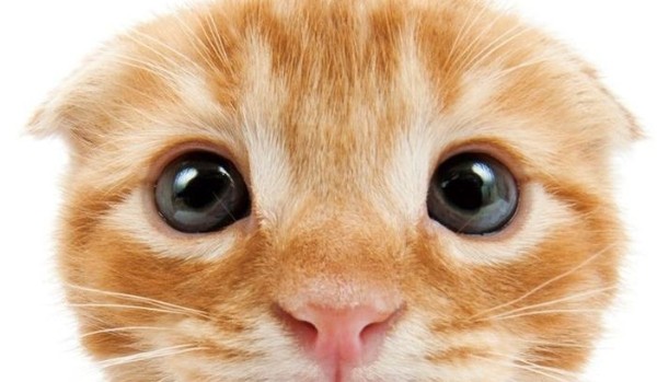 Test dla moich bffek!!