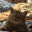 Jelly.kitty
