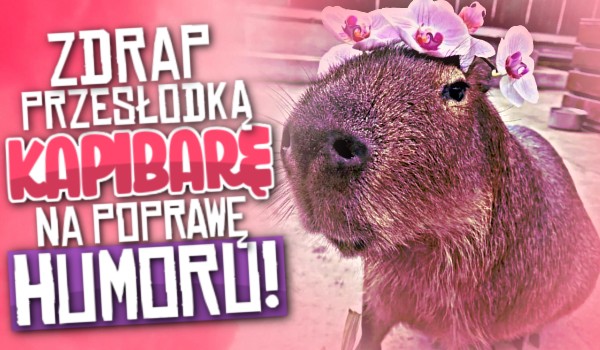 Zdrap przesłodką Kapibarę na poprawę humoru!