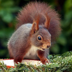 Willa_dziewczyna_z_lasu