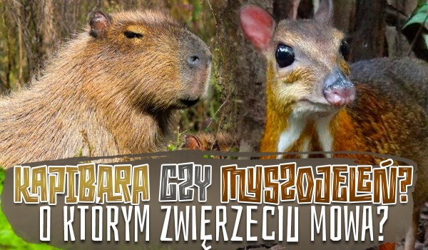 Kapibara czy Myszojeleń – o którym zwierzęciu mowa?