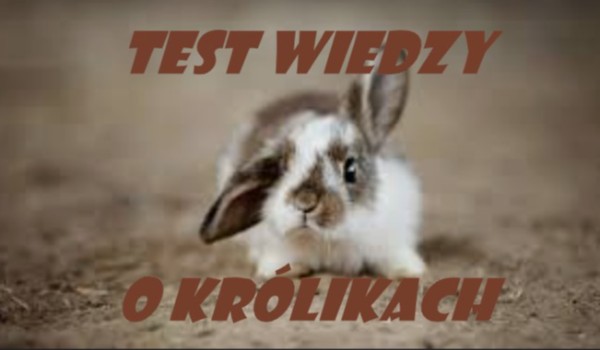 Test wiedzy o królikach!