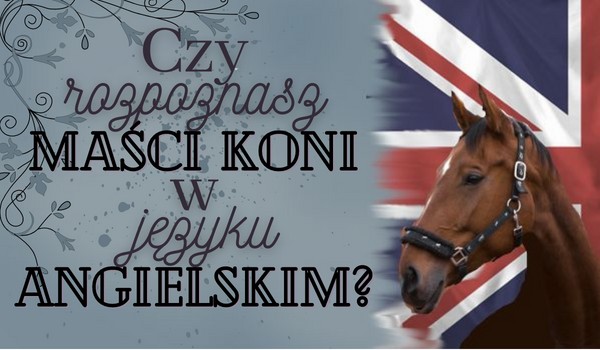 Czy rozpoznasz maści koni w języku angielskim?
