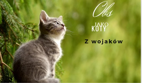 Obs jako koty z wojaków Azor-Lubi-Kakao
