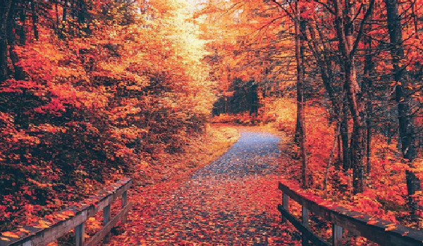 Jaki jesienny kolor odzwierciedla Twoją duszę?