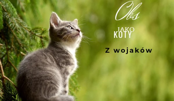 Obs jako koty z wojaków .Ogniste.Futro.