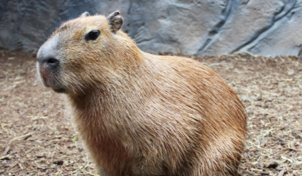 capybara quiz